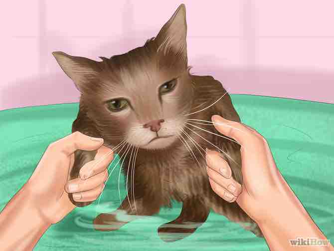 Imagen titulada Bathe a Cat Step 15