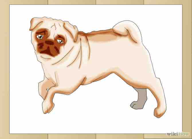 Imagen titulada Draw a Pug Dog Step 6