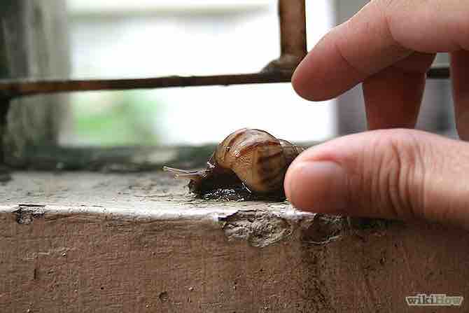 Imagen titulada CatchSnail Step 1