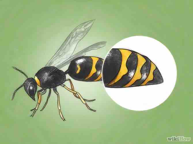 Imagen titulada Identify Wasps Step 1