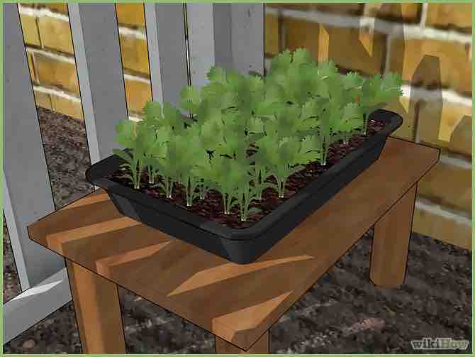 Imagen titulada Plant a Seed Step 10