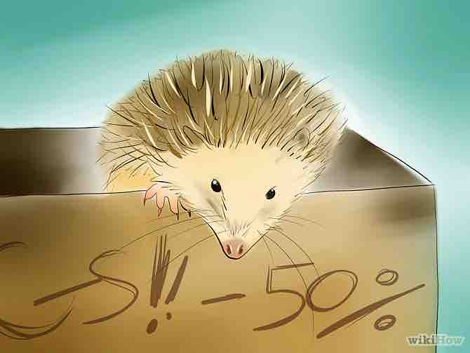 Imagen titulada Buy a Hedgehog Step 3