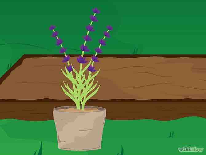 Imagen titulada Grow Lavender Step 4