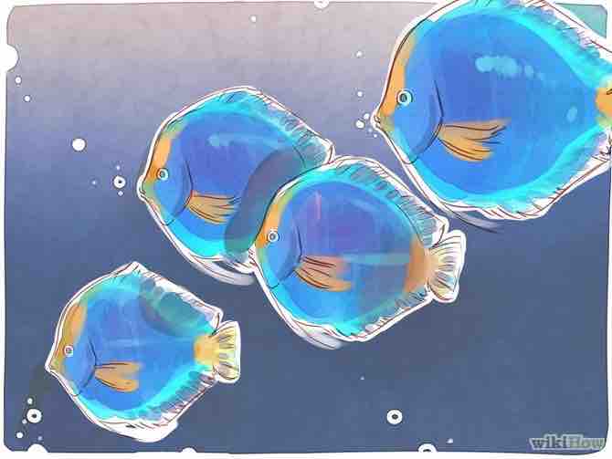 Imagen titulada Breed Discus Step 1