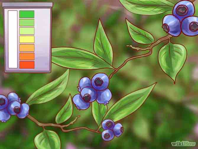 Imagen titulada Lower Soil pH Step 10