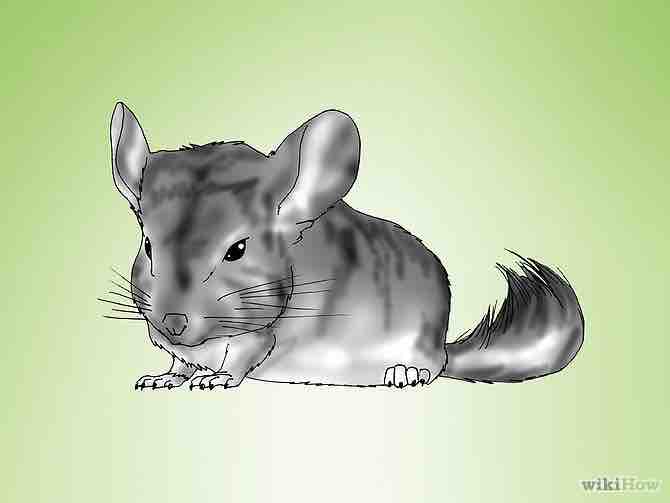 Imagen titulada Breed Chinchillas Step 5