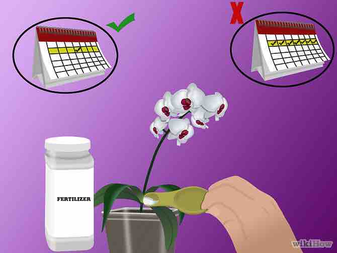 Imagen titulada Grow Orchids Step 12