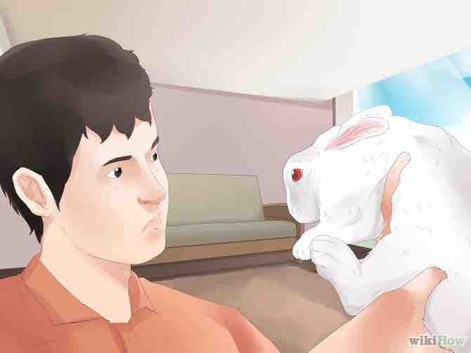 Imagen titulada Understand Your Rabbit Step 4