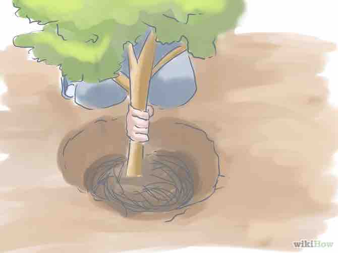 Imagen titulada Plant a Bush Step 13