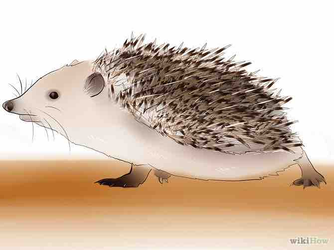 Imagen titulada Buy a Hedgehog Step 6Bullet5