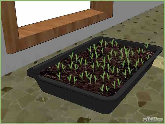 Imagen titulada Plant a Seed Step 7