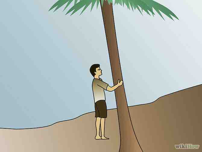 Imagen titulada Climb a Coconut Tree Step 7