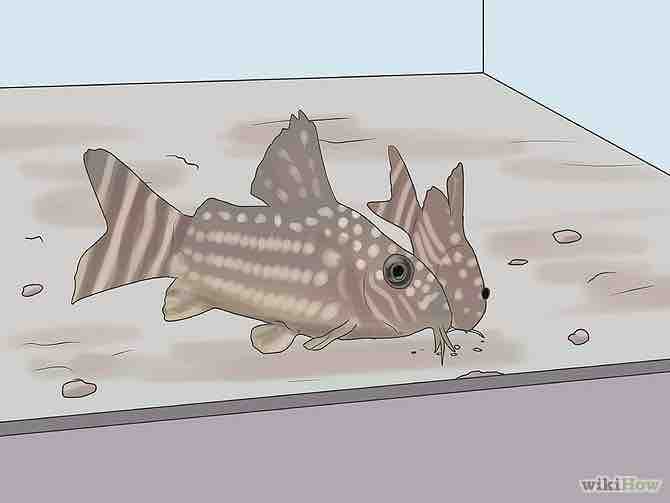 Imagen titulada Care for Corydoras Step 3