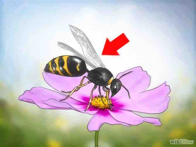 Imagen titulada Identify Wasps Step 5