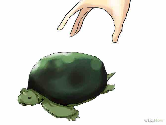 Imagen titulada Care for Turtles Step 15