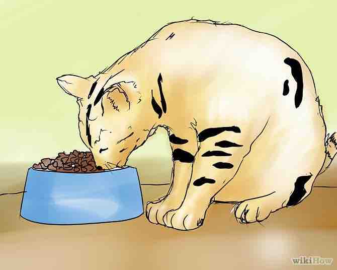 Imagen titulada Take Care of a Bengal Cat Step 1