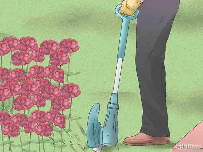 Imagen titulada Grow Poppies Step 11