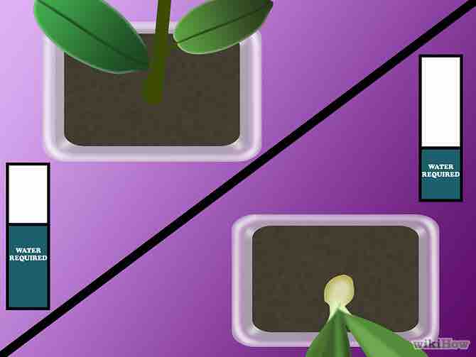 Imagen titulada Grow Orchids Step 11