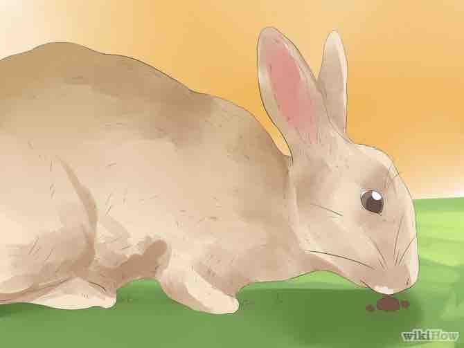 Imagen titulada Understand Your Rabbit Step 11