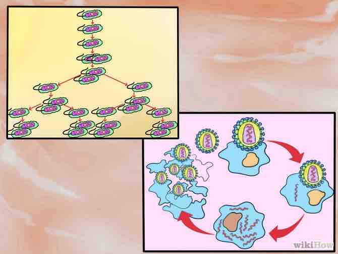 conocer la diferencia entre bacteria y virus