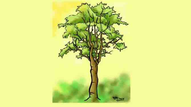 dibujar un árbol detalladamente