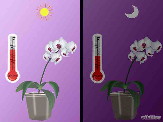 Imagen titulada Grow Orchids Step 8