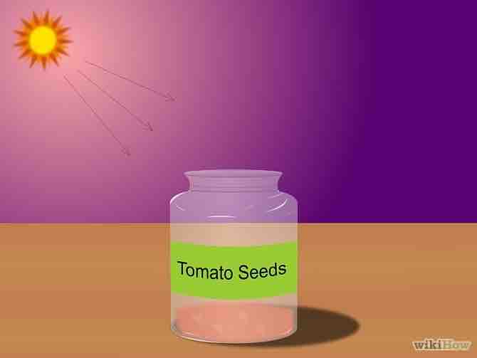 Imagen titulada Grow Tomatoes from Seeds Step 7