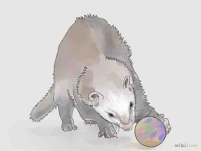 Imagen titulada Care for a Ferret Step 3