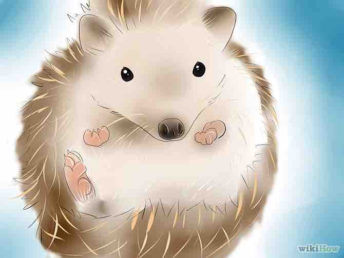 Imagen titulada Buy a Hedgehog Step 6Bullet4