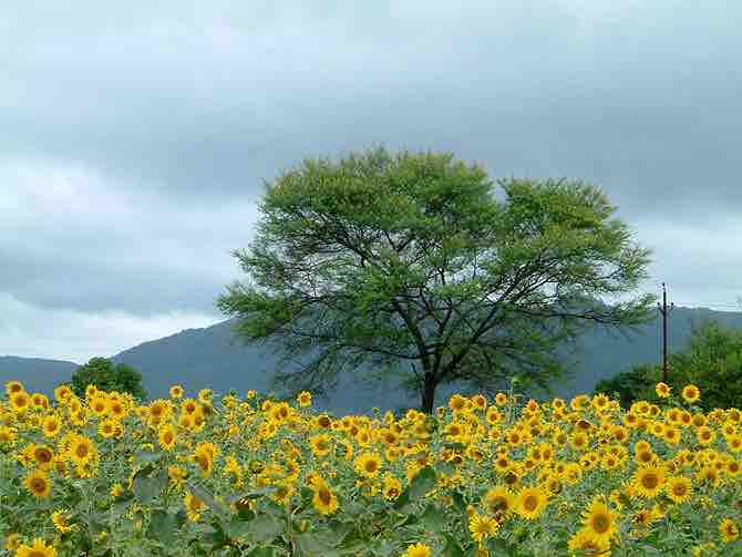 cuidar girasoles