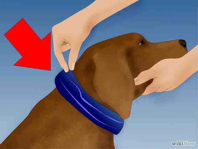 Imagen titulada Get Rid of Ticks Around Your Home Step 5