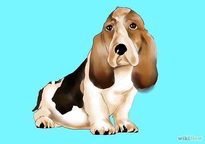 Imagen titulada Raise a Basset Hound Step 1