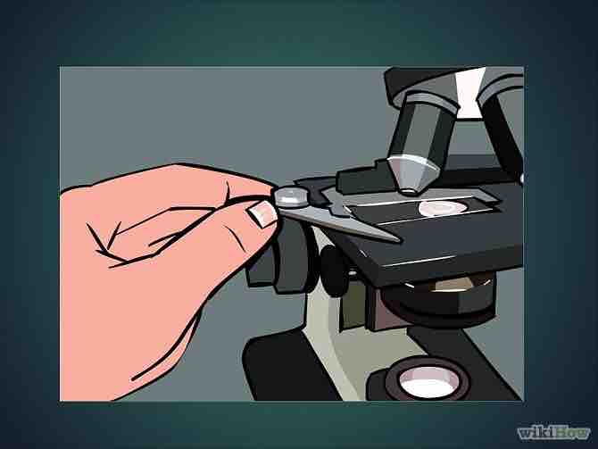 Imagen titulada Use a Microscope Step 15