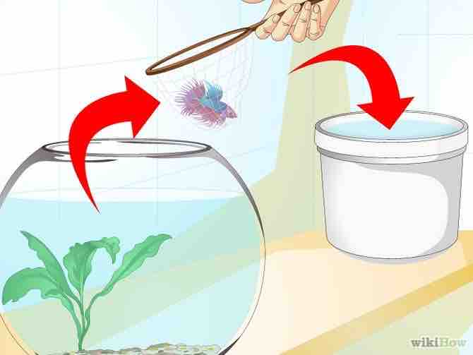 Imagen titulada Clean a Fish Bowl Step 6