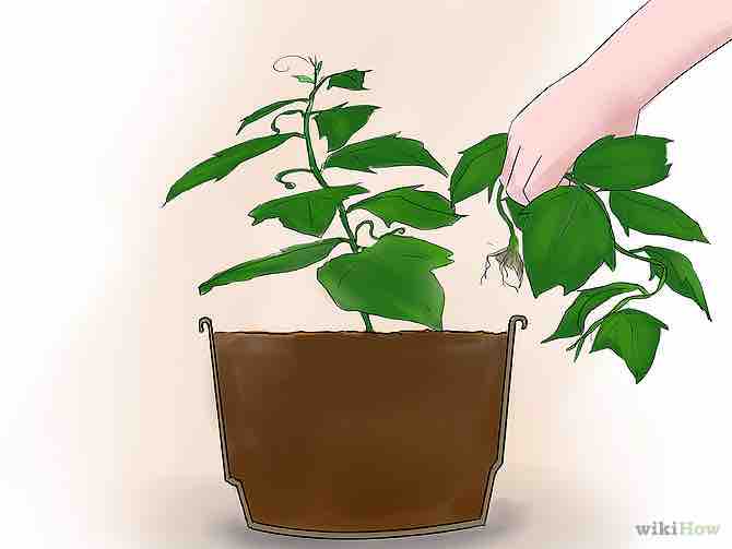 Imagen titulada Grow Cucumbers Indoors Step 11