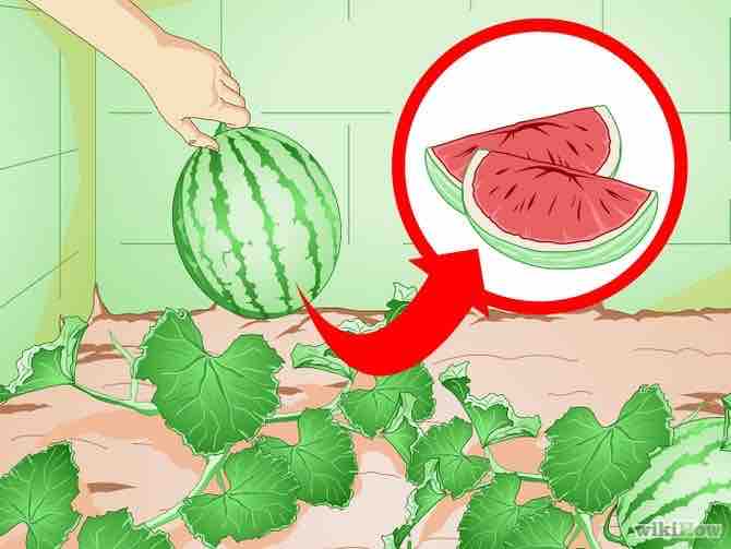 Imagen titulada Grow Melons Step 11