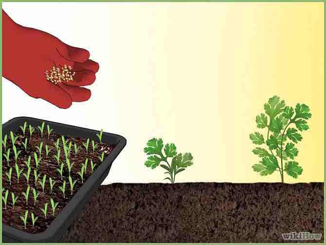 Imagen titulada Plant a Seed Intro