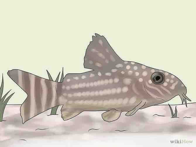 Imagen titulada Care for Corydoras Step 1