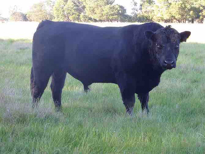 Imagen titulada Black Angus bull 1