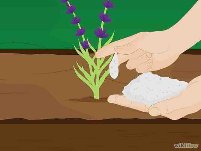 Imagen titulada Grow Lavender Step 11