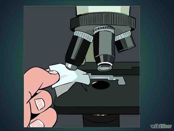 Imagen titulada Use a Microscope Step 20